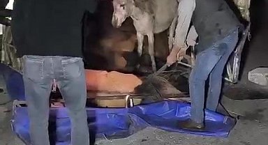 Adana'da kasası eşek dolu kamyonet yola devrildi