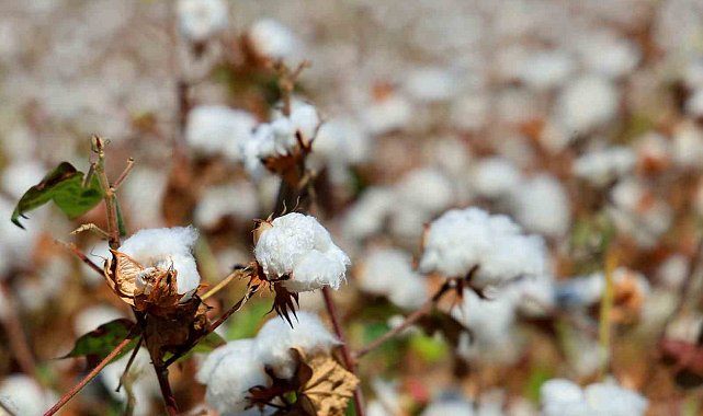 Adana'da pamukta 'pembekurt' zararlısına karşı uyarı