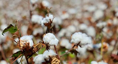 Adana'da pamukta 'pembekurt' zararlısına karşı uyarı