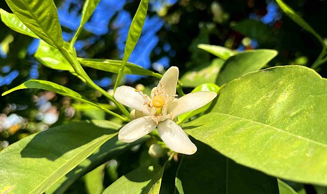 Adana'da portakal çiçeği kokusu kenti sardı