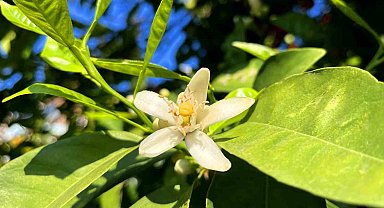 Adana'da portakal çiçeği kokusu kenti sardı