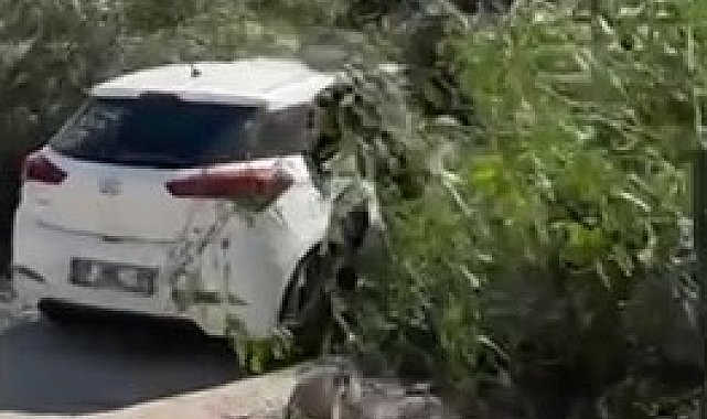 Adana'da şiddetli rüzgar ağaçları devirdi