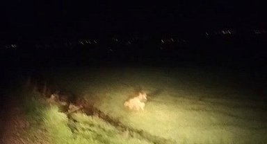 Adıyaman'da çizgili sırtlan görüldü