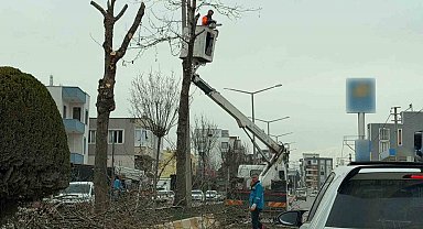 Adıyaman'da refüjlerdeki ağaçlar budanıyor