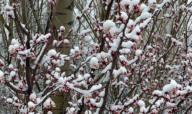 Afyonkarahisar ve Kütahya'da badem ve kayısı çiçekleri karla kaplandı