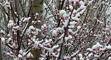 Afyonkarahisar ve Kütahya'da badem ve kayısı çiçekleri karla kaplandı