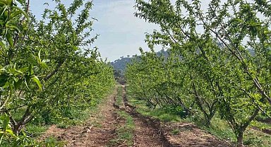 Ağaçlar çiçek açtı, bahçelerde meyve tutumu takibi yapıldı