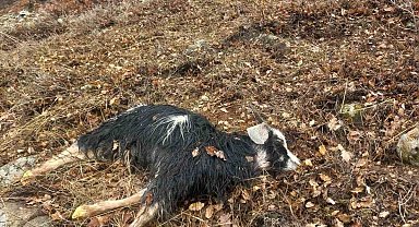 Ağıldan kaçan küçükbaş hayvanları kurtlar parçaladı