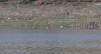 Ağustos ayında kurumaya başlayan Kızılca göleti yeniden doldu