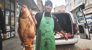 Ahlat'ta dev sazan balıklarına yoğun ilgi