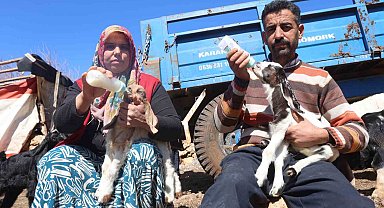 Akaryakıt karıştığı iddia edilen yağmur suyu birikintisinden içerek telef olan küçükbaş hayvanların yavrularını biberonla yaşatmaya çalışıyorlar