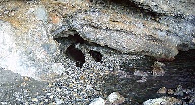 Akdeniz keşiş foku yaşam alanlarına insan baskısı