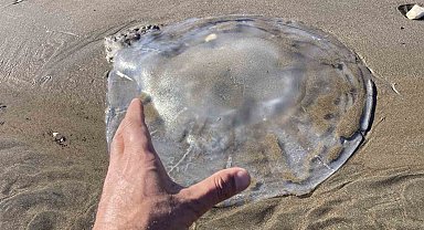 Akdeniz'deki zehirli denizanaları Mersin sahillerine vurdu