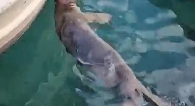 Akyarlar'da yavru Akdeniz foku ilgi odağı oldu