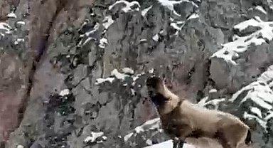 Aladağlar'da yaban hayatı görüntülendi