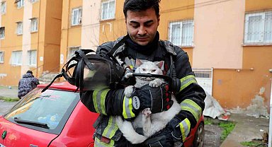Alevlerin arasından kurtarıldı: İtfaiye hamile kediyi sağ salim çıkardı