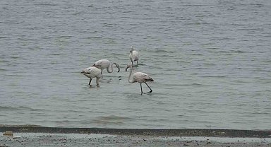 Allı turnalar bu yıl Van'a erken geldi