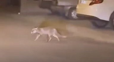 Ankara'da aç kalan tilki mahalleye indi