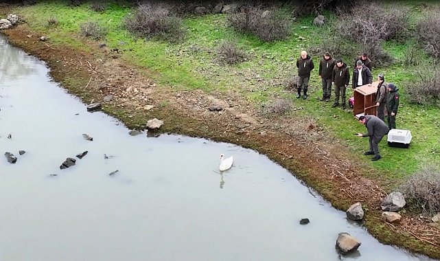 Ankara'da düşen kuğu Edirne'de özgürlüğüne kavuştu