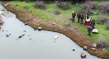 Ankara'da düşen kuğu Edirne'de özgürlüğüne kavuştu