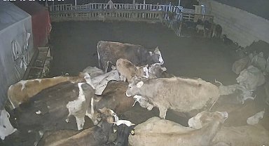 Ankara'daki bir köyde çiftliğe giren kurt sürüsü hayvanları telef etti