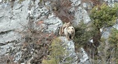 Anne boz ayı sırtındaki yavrusu ile dron kamerasına yakalandı