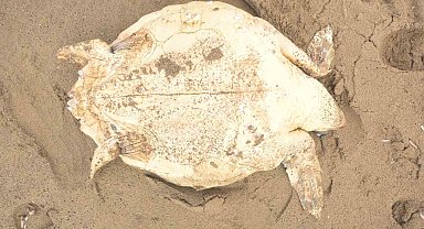 Antalya'da ölü caretta caretta kıyıya vurdu