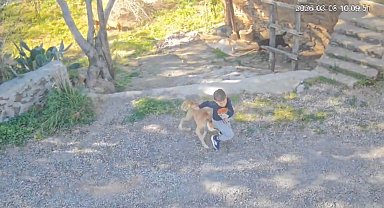 Antalya'da sahipsiz köpeğin saldırısına uğrayan 7 yaşındaki çocuk hastanelik oldu