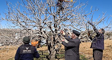 Antep fıstığında bakım ve budama zamanı