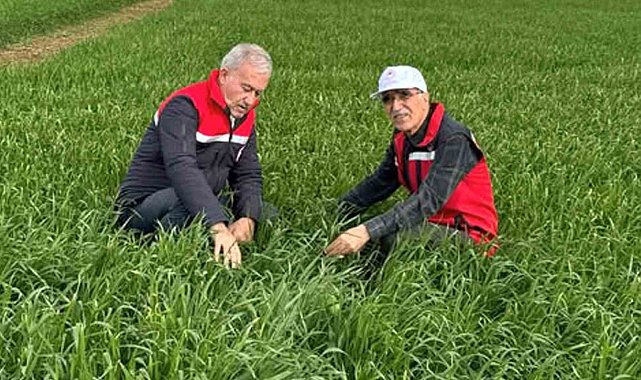 Araban Ovası'nda etkili olan yağışların buğday ve arpa ekili alanlara zararı incelendi