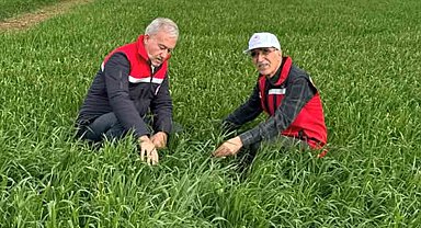 Araban Ovası'nda etkili olan yağışların buğday ve arpa ekili alanlara zararı incelendi