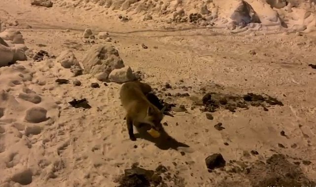 Ardahan'da bir adam, her gün evinin önüne gelen tilkiyi besliyor