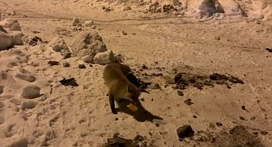 Ardahan'da bir adam, her gün evinin önüne gelen tilkiyi besliyor