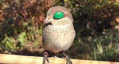 Atmacacılık geleneği için Meclis'ten karar çıktı