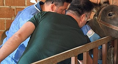 Aydın'da at ve eşeklerden numune alınıyor