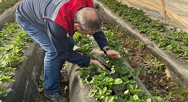 Aydın'da hasat öncesi çilek bahçeleri kontrol edildi