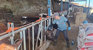 Aydın'da şap ve hastalıklara karşı aşılama çalışmaları sürüyor