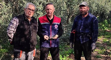 Aydın'da zeytin bahçeleri kontrol edildi