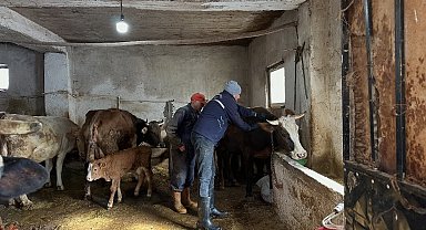 Aydıntepe'de 2026 ilkbahar şap aşılama kampanyası tamamlandı