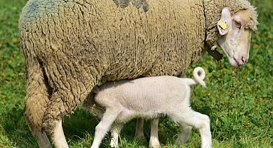 Bahar geldi kuzular anneleri ile buluştu