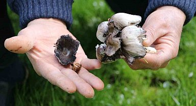 Bahar geldi, risk arttı: Yabani mantar tüketimine dikkat