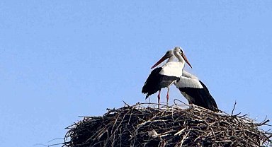 Baharın habercisi leylekler Ardahan'a ulaştı