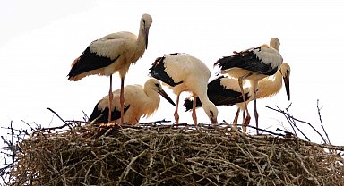 Baharın habercisi leylekler Erzincan'a erken geldi