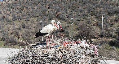 Baharın habercisi olan leylekler, Ankara'ya ulaştı
