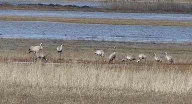 Baharın ilk habercilerinden turnalar kendini gösterdi