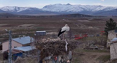 Baharın müjdecileri, asırlardır mesken tuttukları köye döndü