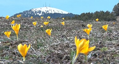 Baharın müjdecisi 'çiğdemler' çiçek açtı