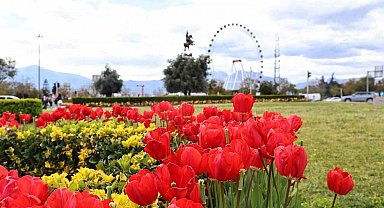 Baharın müjdecisi laleler Antalya sokaklarını renklendirdi