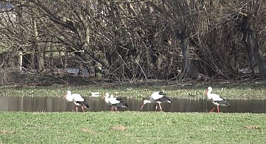Baharın müjdecisi leylekler görsel şölen oluşturdu