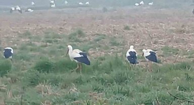 Baharın müjdecisi leylekler: Yüzlercesi aynı anda konakladı